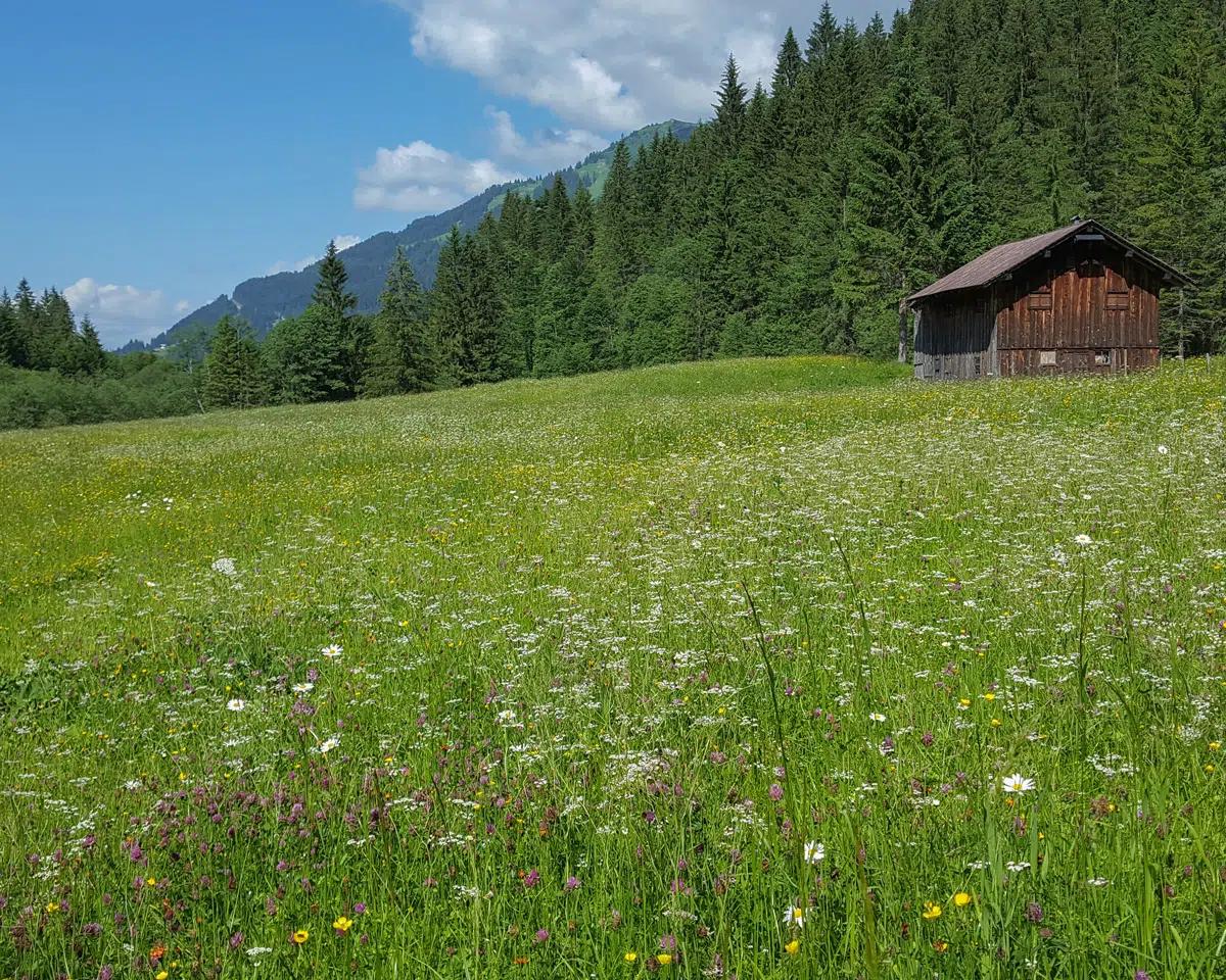 Naturzeithof Hirschegg (Vorarlberg) Buitenkant foto